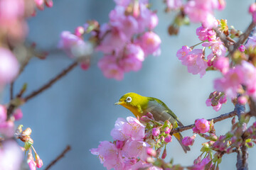 Obraz premium 可愛いメジロと河津桜