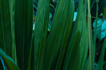 Zielone tropikalne roślinne naturalne tło, zbliżenie na liść.