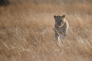 Leopard male walking on the plains in Sabi Sands Game Reserve in the Greater Kruger Region in South...