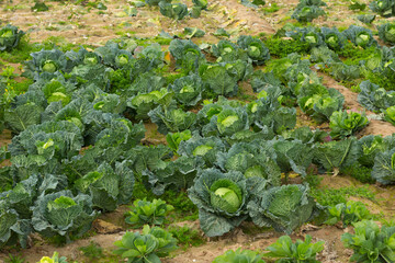 Cabbages in a field to be harvested