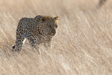 Leopard male walking on the plains in Sabi Sands Game Reserve in the Greater Kruger Region in South Africa