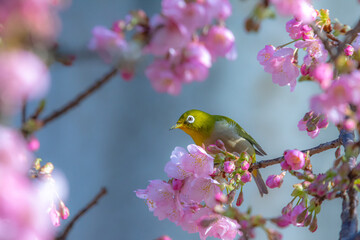 可愛いメジロと河津桜