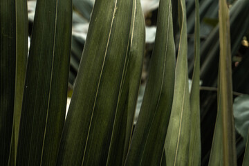 Fototapeta na wymiar Zielone tropikalne roślinne naturalne tło, zbliżenie na liść.