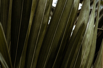 Zielone tropikalne roślinne naturalne tło, zbliżenie na liść. © insomniafoto