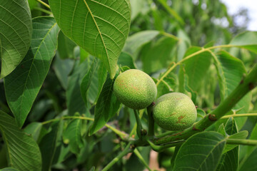 Green walnut in orchard, North China