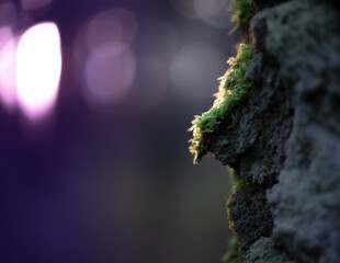 Mech na drzewie z tłem bokeh z pięknymi fioletowymi akcentam kolorystycznymi. © Magdalena