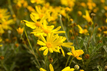 Yellow daisies