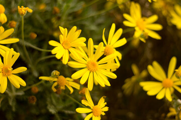 Yellow daisies