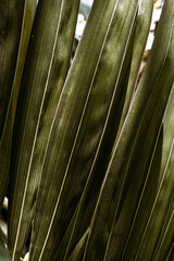 Zielone tropikalne roślinne naturalne tło, zbliżenie na liść.