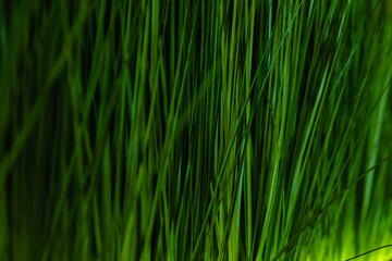 Green grass macro, closeup lawn meadow plant background