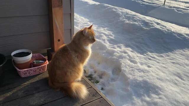 Cute ginger cat on the terrace of the house watching and enjoy the sun and nature. Early spring day and thaw