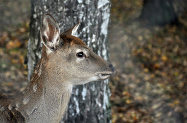 Portrait of a young female fallow deer doe at park, fall