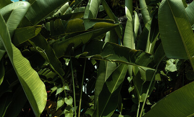 Liście rośliny tropikalnej, piękne zielone naturalne tło, tekstura. - obrazy, fototapety, plakaty