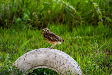 Lechuza - Naturaleza