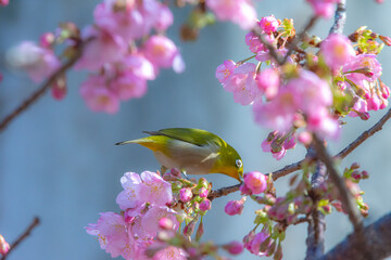 可愛いメジロと河津桜