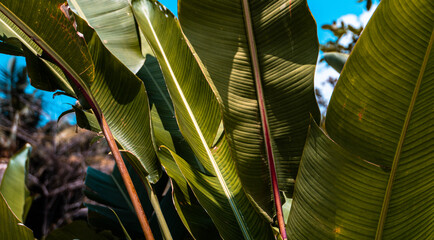 Liście rośliny tropikalnej, piękne zielone naturalne tło, tekstura.