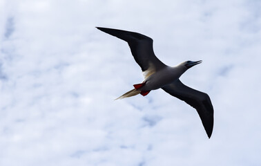 Seabird Masked, Blue-faced Booby (Sula dactylatra) flying over the blue and calm ocean. Seabird is hunting for flying fish jumping out of the water.