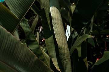 Liście rośliny tropikalnej, piękne zielone naturalne tło, tekstura. - obrazy, fototapety, plakaty