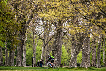 a cyclist cycling inside a public park full of high trees.