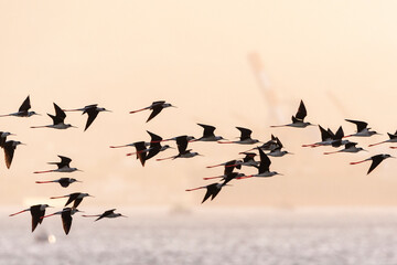 Steltkluut, Black-winged Stilt, Himantopus himantopus