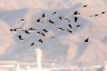 Steltkluut, Black-winged Stilt, Himantopus himantopus