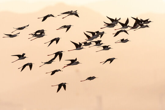 Steltkluut, Black-winged Stilt, Himantopus himantopus