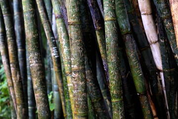 Tallos de bamb&uacute;