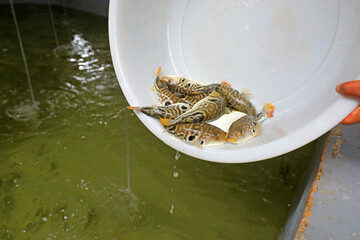 Workers are catching puffer fish on a farm， North China