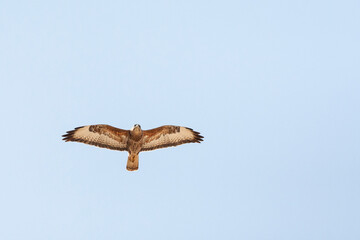 Steppebuizerd, Steppe Buzzard, Buteo buteo vulpinus