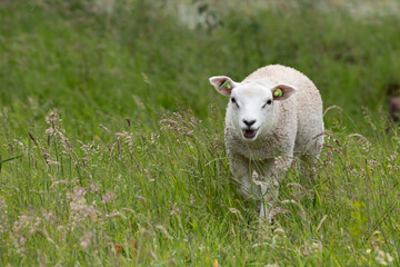 Obraz premium A cheerful lamb in the meadow in the spring