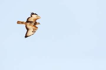 Steppebuizerd, Steppe Buzzard, Buteo buteo vulpinus
