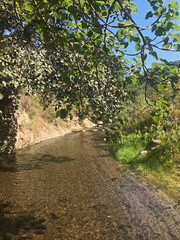 Fototapeta premium river path in the forest
