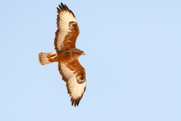 Steppebuizerd, Steppe Buzzard, Buteo buteo vulpinus