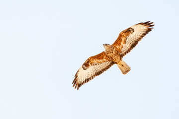 Steppebuizerd, Steppe Buzzard, Buteo buteo vulpinus