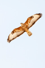 Steppebuizerd, Steppe Buzzard, Buteo buteo vulpinus