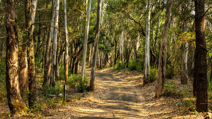 A landscape view of forest trails winding through tall eucalyptus trees.