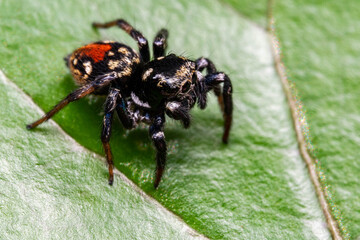 macro jumping spider red and black