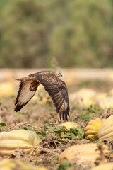 Steppebuizerd, Steppe Buzzard, Buteo buteo vulpinus