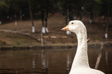 white duck headshot with blurred background