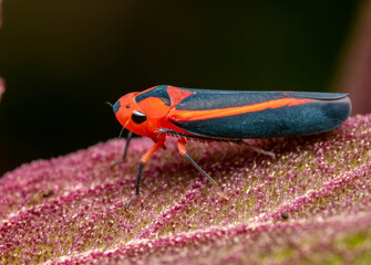 leaf macro hooper insect in a leaf