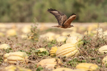 Steppebuizerd, Steppe Buzzard, Buteo buteo vulpinus