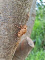 inseto seco, galho árvore