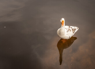 duck image is details with isolation