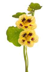 nasturtium flower isolated