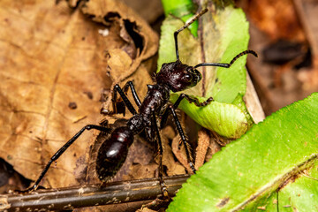bullet ant paraponera clavata