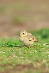 Duinpieper, Tawny Pipit, Anthus campestris