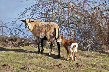 Obraz premium Kamerunschaf Mutterschaf mit Lamm bei Sonnenschein auf einem Bauernhof