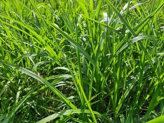 grama, capim, verde, mato, terreno, 