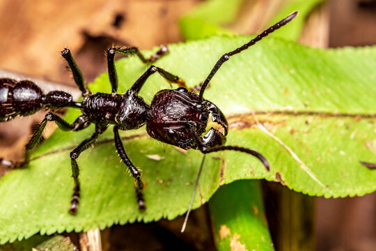Bullet Ant Paraponera Clavata