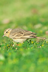 Duinpieper, Tawny Pipit, Anthus campestris